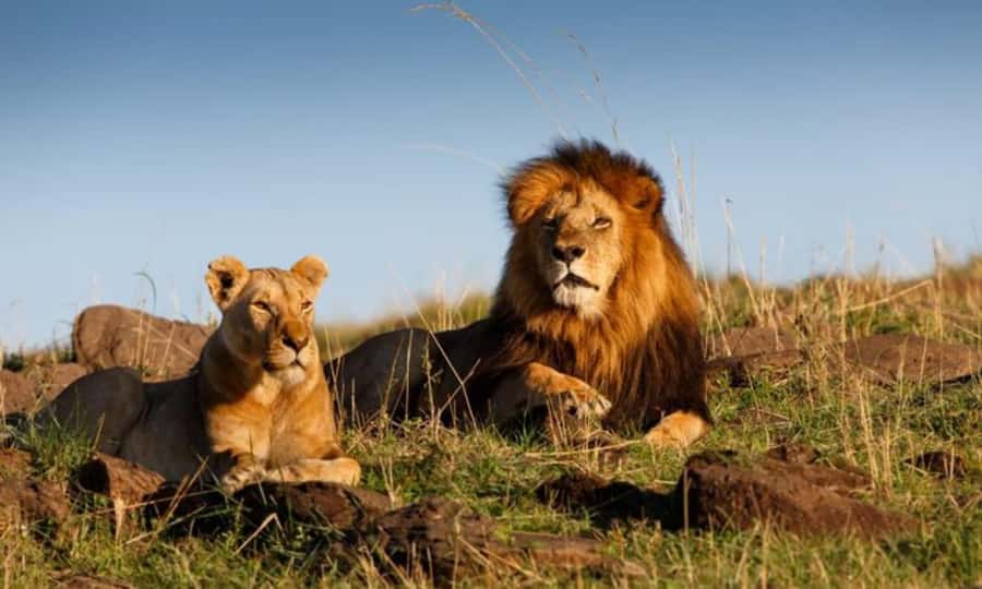 4 Days 3 Nights Masai Mara, L.Nakuru Jeep. - The first afternoon in Masai Mara