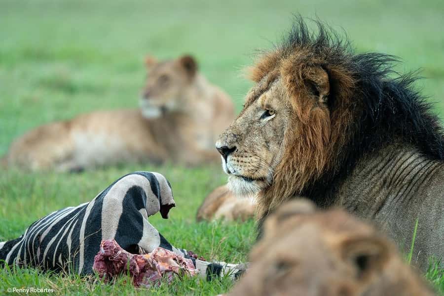 4 Days 3 Nights Masai Mara, L.Nakuru Jeep. - A full day among Mara predators and herds