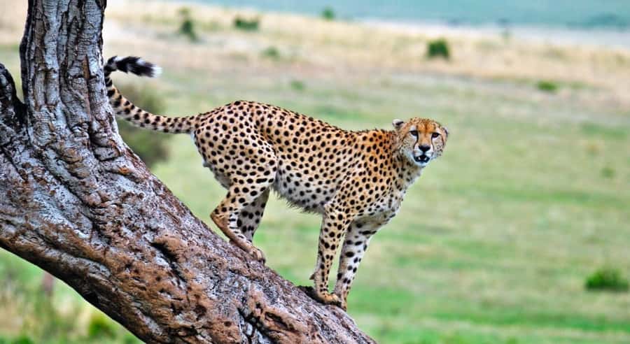 4 Days 3 Nights Masai Mara, L.Nakuru Jeep. - The long transfer from Masai Mara to Nakuru