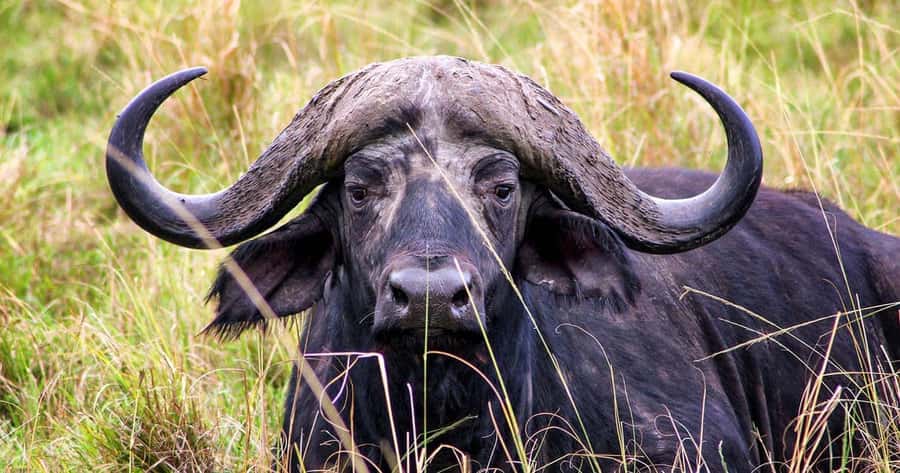 4 Days 3 Nights Masai Mara, L.Nakuru Jeep. - Communication and extra stops to confirm