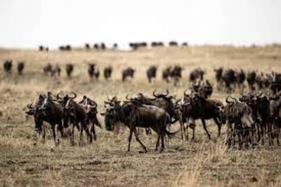 4 Days 3 Nights Masai Mara, L.Nakuru Jeep. - Leaving Nairobi for the Great Rift Valley
