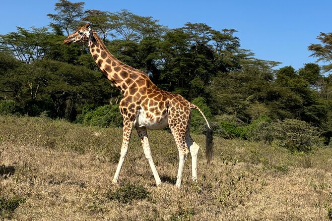 4 Days 4WD Private Maasai Mara, Nakuru Parks with Lodge LUXURY - Key things to know before booking
