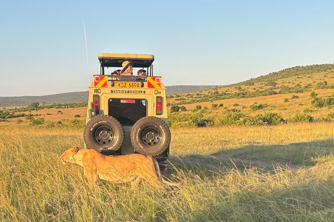 4 Days 4WD Private Maasai Mara, Nakuru Parks with Lodge LUXURY - Day 4: Early wildlife and the return to Nairobi