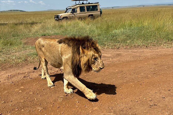 4 Days 4WD Private Maasai Mara, Nakuru Parks with Lodge LUXURY - Who will like this safari most