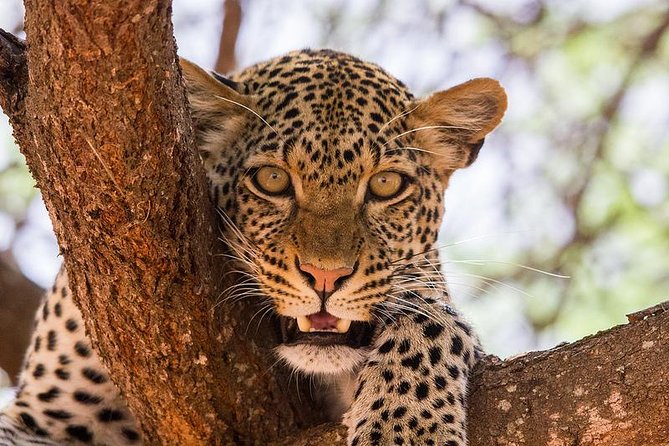 4-Days Best Wildlife Safari: Amboseli, Tsavo West & Tsavo East Private Safari - Day 1: Amboseli and the Kilimanjaro view