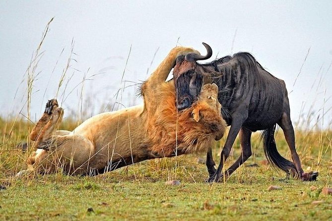 4-Days Best Wildlife Safari: Amboseli, Tsavo West & Tsavo East Private Safari - Guide quality and the private format