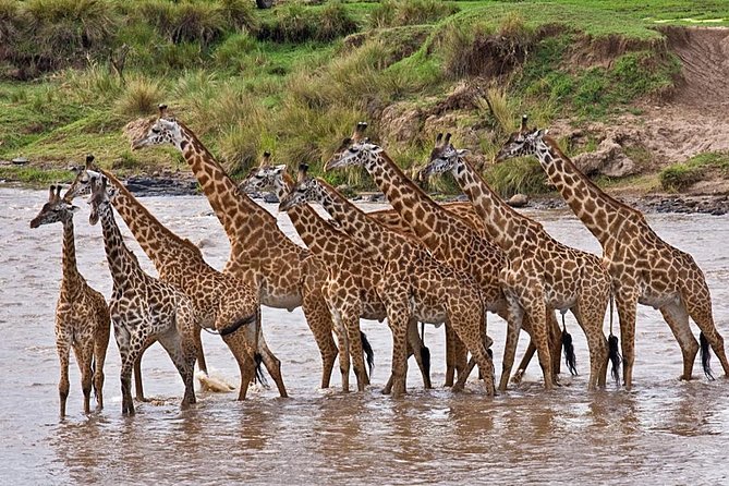 4-Days Best Wildlife Safari: Amboseli, Tsavo West & Tsavo East Private Safari - Day 2: Tsavo West, hills, and a possible rhino visit