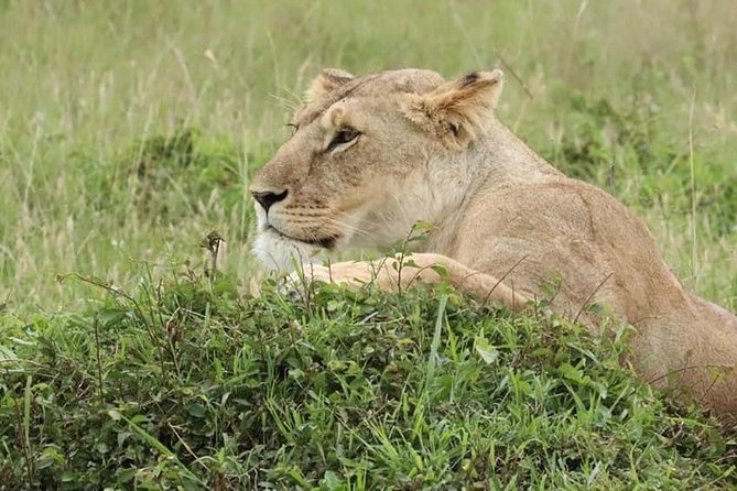4 Days Enthralling Safaris in Kenya-lake Nakuru Masai Mara - The final Mara drive and the long return to Nairobi