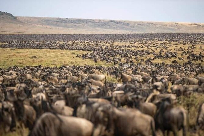 4 Days Enthralling Safaris in Kenya-lake Nakuru Masai Mara - What the small group changes