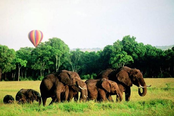 4 Days Enthralling Safaris in Kenya-lake Nakuru Masai Mara - Who should choose this four-day route?