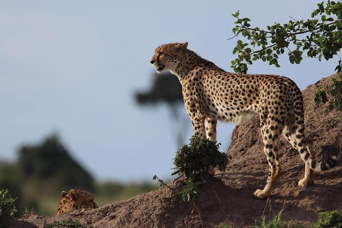 4 Days Enthralling Safaris in Kenya-lake Nakuru Masai Mara - Should you book this Kenya safari?