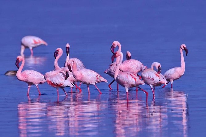 4 Days Enthralling Safaris in Kenya-lake Nakuru Masai Mara - The road to Maasai Mara and the first evening drive