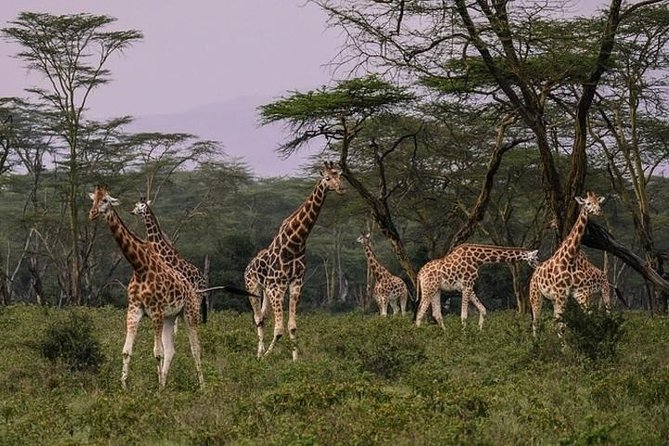 4 days group joining budget safari to Maasai Mara only - Optional Maasai culture and balloon safari