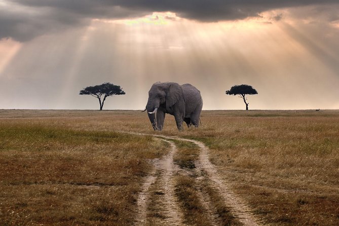 4 days group joining budget safari to Maasai Mara only - The return to Nairobi and airport timing