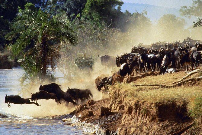 4 days group joining budget safari to Maasai Mara only - The safari vehicle and group size