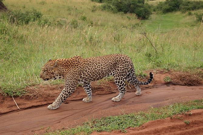 4 days group joining budget safari to Maasai Mara only - Day two, the main wildlife day