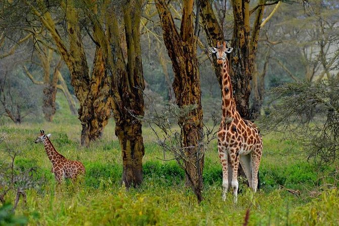 4 Days Group Joining Budget Safari To Masai Mara And Lake Nakuru National Park - Day 1: Nairobi, the Rift Valley, and the first Mara game drive