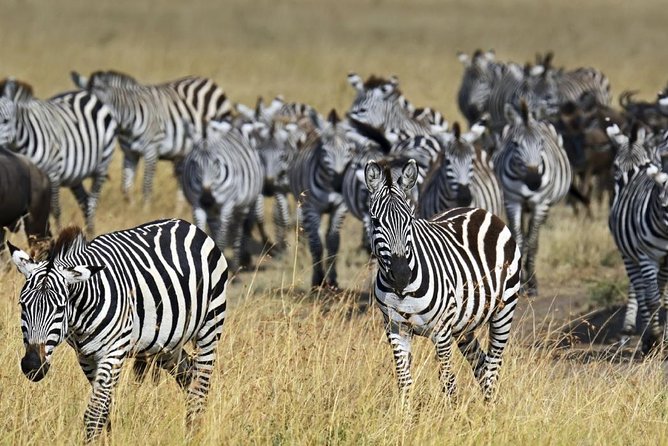 4 Days Group Joining Budget Safari To Masai Mara And Lake Nakuru National Park - Day 4: White rhinos and a final return to Nairobi