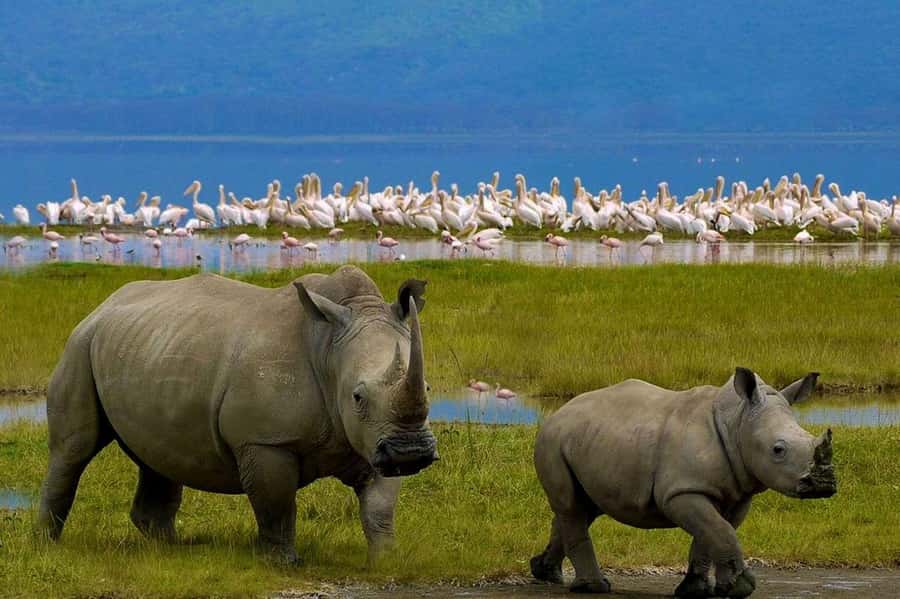 4 Days group safari in a safari van With no park fees - Two nights at Rhino Tourist Camp