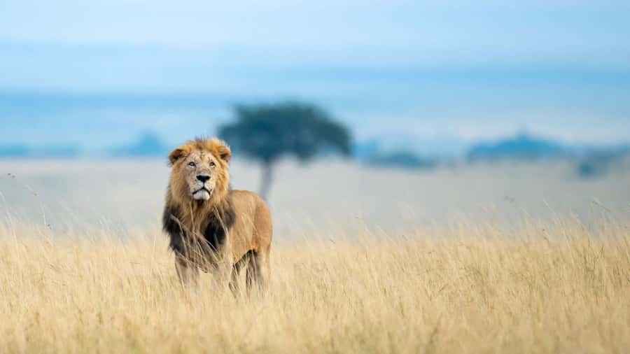 4 Days group safari in a safari van With no park fees - Day one: Nairobi, the Rift Valley, and the Mara