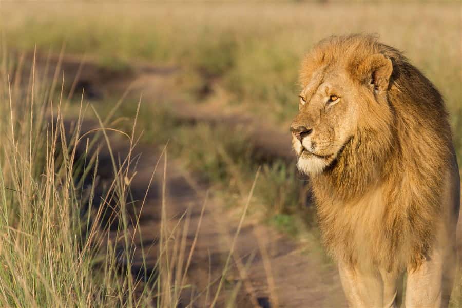 4 days Group safari in Masaai Mara and Lake Nakuru Park - Key points at a glance