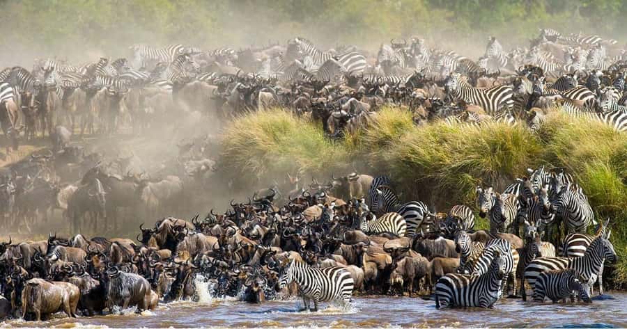 4 days Group safari in Masaai Mara and Lake Nakuru Park - What $350 buys you over four days