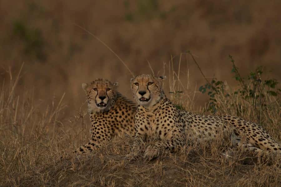 4 days Group safari in Masaai Mara and Lake Nakuru Park - Day four: white rhinos and birds at Lake Nakuru