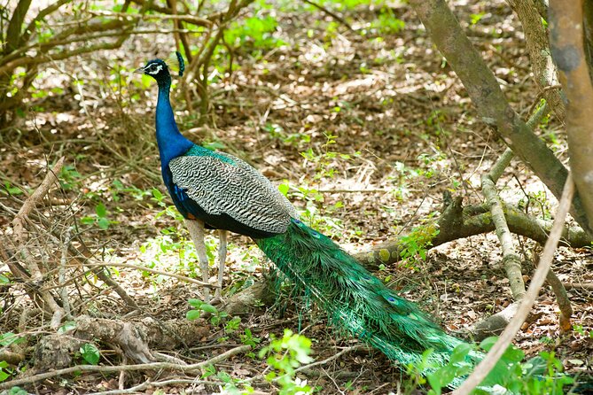 4 Days Lake Nakuru and Masai Mara Luxury Safari - The road to Maasai Mara on day two