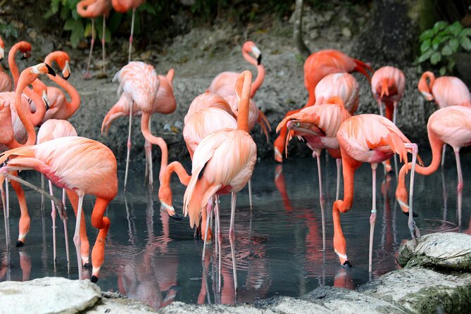 4 Days Lake Nakuru and Masai Mara Luxury Safari - A full day in Maasai Mara on day three