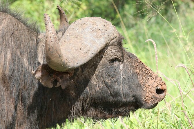 4 Days Lake Nakuru and Masai Mara Luxury Safari - The vehicle and guide make a real difference
