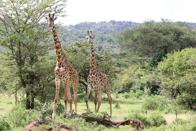 4 Days Lake Nakuru and Masai Mara Luxury Safari - Is $3,170 per person good value?