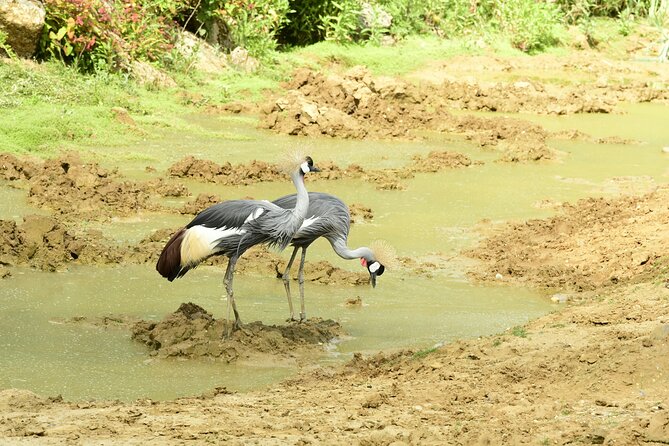 4 Days Lake Nakuru and Masai Mara Luxury Safari - Practical details that shape the trip