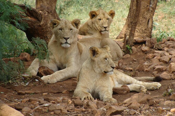 4 Days Lake Nakuru and Masai Mara Luxury Safari - Why Lake Nakuru earns its place