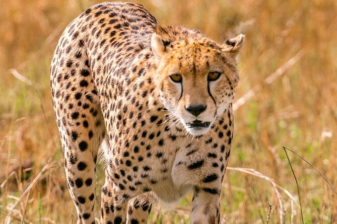 4 Days Landcruiser Safari to Masai Mara and Lake Nakuru - The safari in five useful points