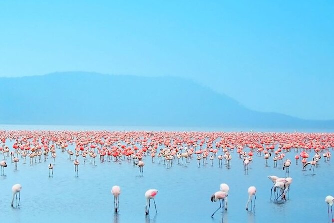4 Days Landcruiser Safari to Masai Mara and Lake Nakuru - Leaving the Mara for Lake Nakuru