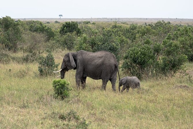 4 Days Landcruiser Safari to Masai Mara and Lake Nakuru - What the $660 price really covers