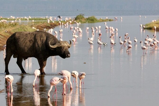 4 Days Landcruiser Safari to Masai Mara and Lake Nakuru - The guide can shape the whole safari