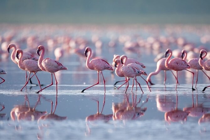 4 Days Landcruiser Safari to Masai Mara and Lake Nakuru - What makes the Masai Mara worth the long drive