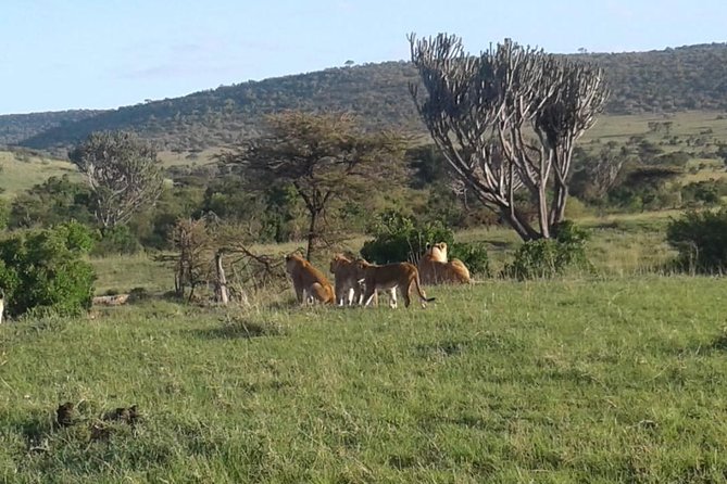 4 Days Maasai Mara and Lake Nakuru Unforgettable Safari - Nairobi departure and the long road to Maasai Mara