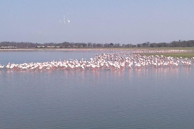 4 Days Maasai Mara and Lake Nakuru Unforgettable Safari - Early rhino viewing at Lake Nakuru
