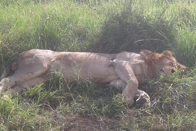 4 Days Maasai Mara and Lake Nakuru Unforgettable Safari - What the $381.54 price really covers