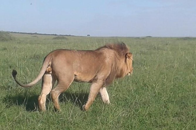 4 Days Maasai Mara and Lake Nakuru Unforgettable Safari - The human side of Wild Streamer Tours