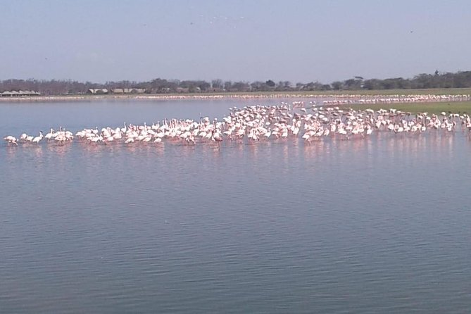 4 Days Maasai Mara and Lake Nakuru Unforgettable Safari - Who should choose this four-day safari?