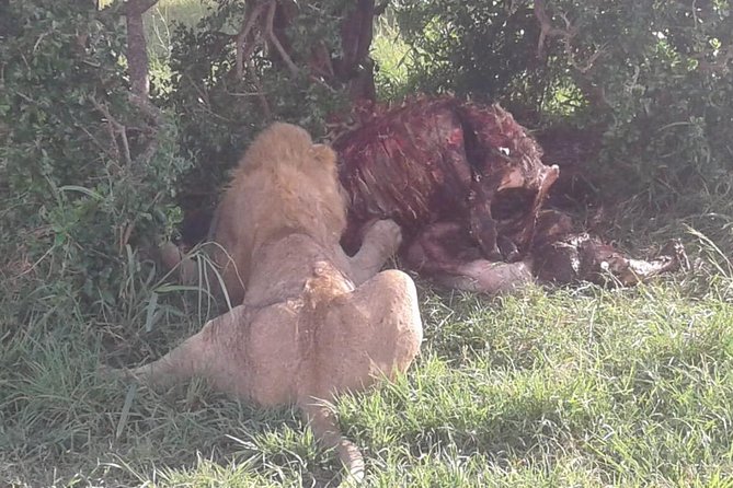 4 Days Maasai Mara and Lake Nakuru Unforgettable Safari - Should you book the Maasai Mara and Lake Nakuru trip?
