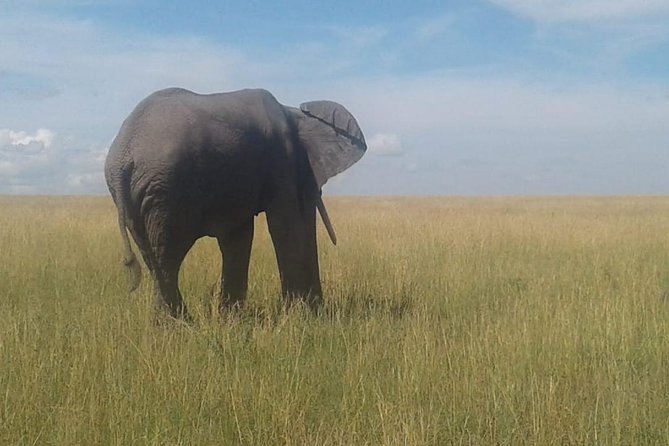 4 Days Maasai Mara and Lake Nakuru Unforgettable Safari - A full day in Maasai Mara