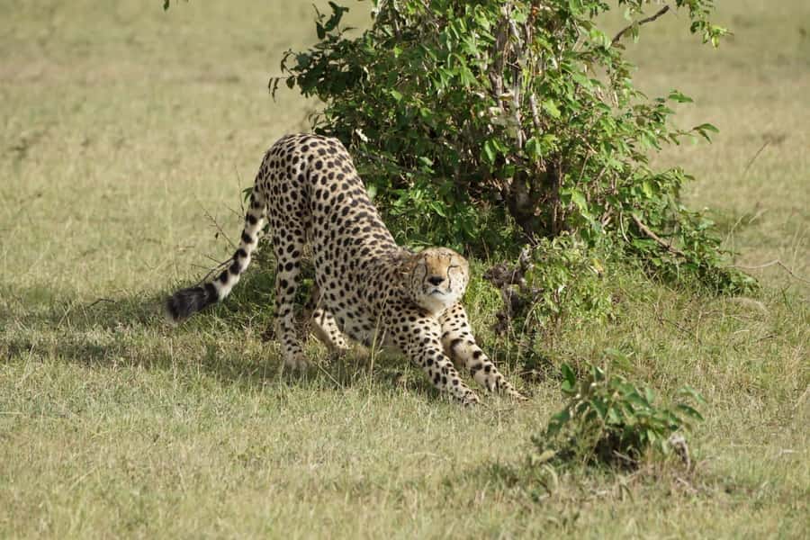 4 DAYS MAASAI MARA GROUP SAFARI: (WITH MARA PARK FEES) - 4WD - What the $750 price really covers