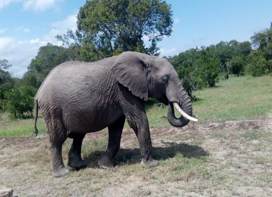 4 DAYS MAASAI MARA GROUP SAFARI: (WITH MARA PARK FEES) - 4WD - What the guides add to the experience
