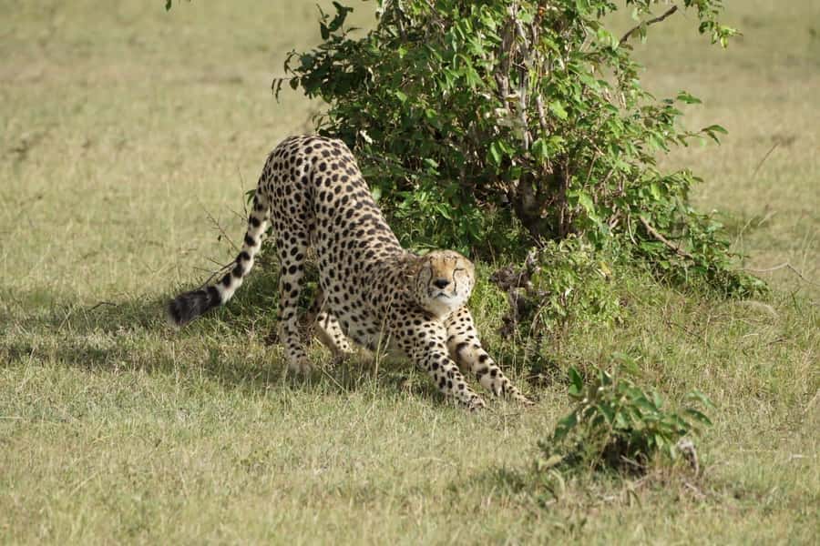 4 DAYS MAASAI MARA & LAKE NAKURU SMALL GROUP SAFARI BY 4WD - Why this safari works for a first Kenya trip