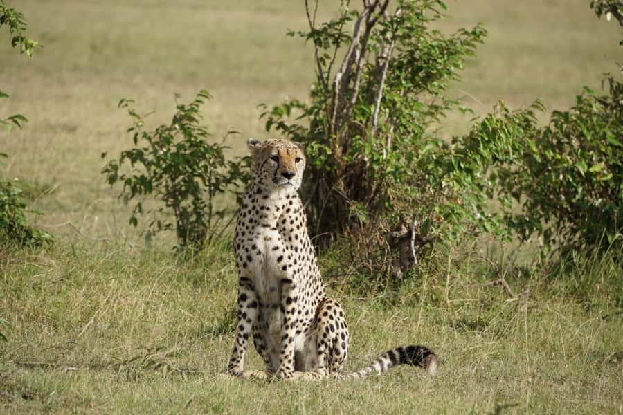 4 DAYS MAASAI MARA & LAKE NAKURU SMALL GROUP SAFARI BY 4WD - Day one: Nairobi, the Rift Valley, and your first Mara drive