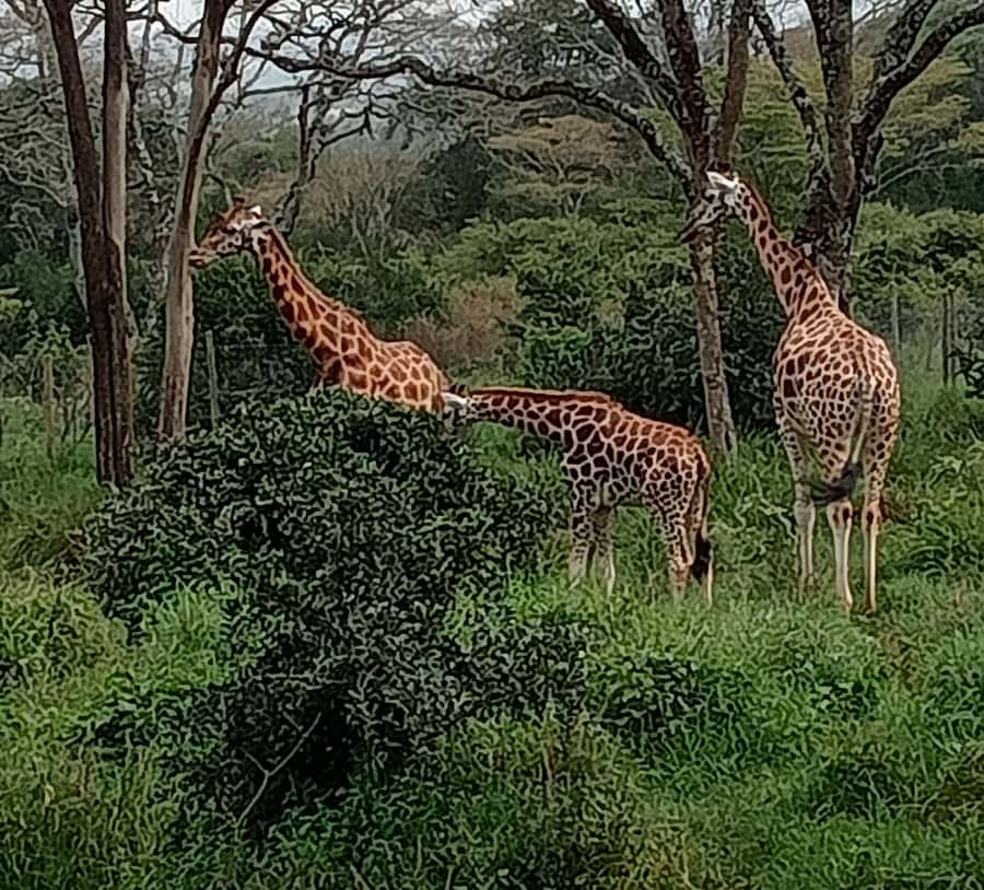 4 DAYS MAASAI MARA & LAKE NAKURU SMALL GROUP SAFARI BY 4WD - Day three: leaving the Mara for Nakuru